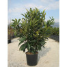 ERIOBOTRYA japonica En pot de 25-30 litres