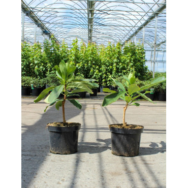 EDGEWORTHIA chrysantha GRANDIFLORA En pot de 7-10 litres