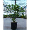 EDGEWORTHIA chrysantha GRANDIFLORA En pot de 15-20 litres