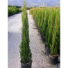 CUPRESSUS sempervirens STRICTA En pot de 15-20 litres