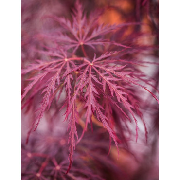 ACER palmatum DISSECTUM INABE SHIDARE