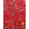 ACER palmatum DISSECTUM INABE SHIDARE