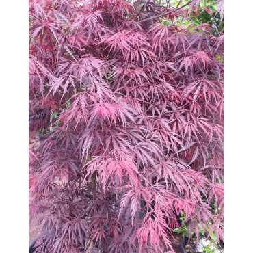 ACER palmatum DISSECTUM INABE SHIDARE