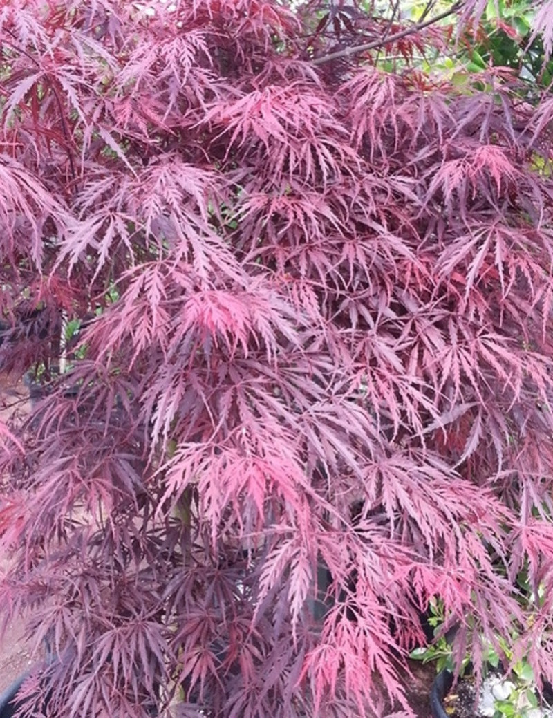 ACER palmatum DISSECTUM INABE SHIDARE