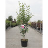 CRATAEGUS laevigata PAUL'S SCARLET En pot de 7-10 litres