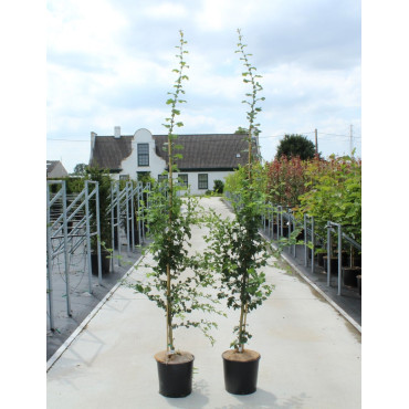 CRATAEGUS laevigata PAUL'S SCARLET En pot de 15-20 litres forme baliveau