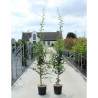 CRATAEGUS laevigata PAUL'S SCARLET En pot de 15-20 litres forme baliveau