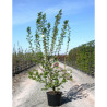 CRATAEGUS laevigata PAUL'S SCARLET En pot de 15-20 litres