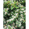 COTONEASTER radicans EICHHOLZ