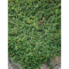 COTONEASTER radicans EICHHOLZ