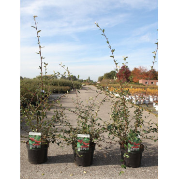 COTONEASTER lacteus En pot de 3-4 litres