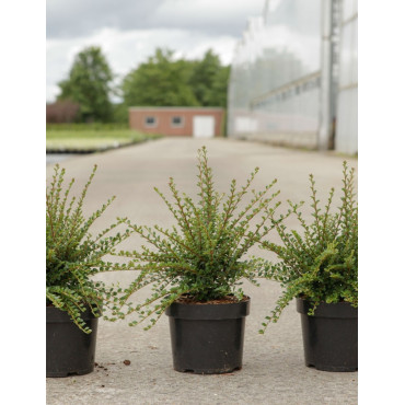 COTONEASTER horizontalis En pot de 3-4 litres