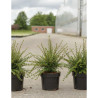 COTONEASTER horizontalis En pot de 3-4 litres