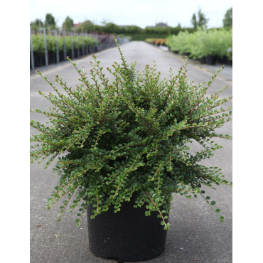 COTONEASTER horizontalis En pot de 10-12 litres