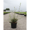 COTONEASTER franchetii En pot de 3-4 litres