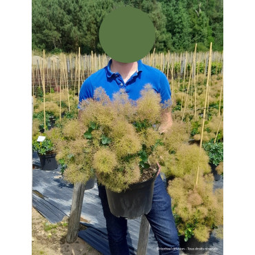 COTINUS coggygria YOUNG LADY En pot de 10-12 litres