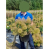 COTINUS coggygria YOUNG LADY En pot de 10-12 litres