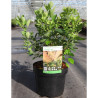 COTINUS coggygria YOUNG LADY En pot de 3-4 litres