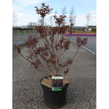 COTINUS coggygria ROYAL PURPLE En pot de 10-12 litres