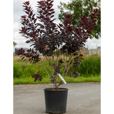 COTINUS coggygria ROYAL PURPLE En pot de 15-20 litres