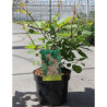 COTINUS coggygria En pot de 3-4 litres