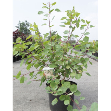 COTINUS coggygria En pot de 10-12 litres