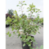 COTINUS coggygria En pot de 10-12 litres