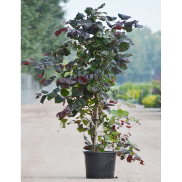 CORYLUS avellana RED MAJESTIC En pot de 25-30 litres