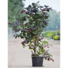 CORYLUS avellana RED MAJESTIC En pot de 25-30 litres