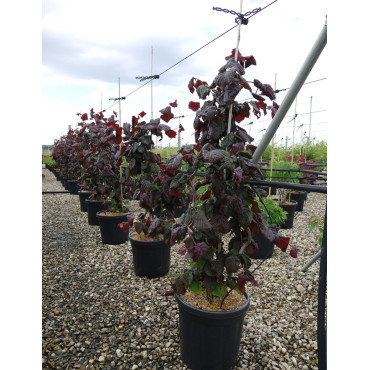 CORYLUS avellana RED MAJESTIC En pot de 15-20 litres