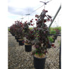 CORYLUS avellana RED MAJESTIC En pot de 15-20 litres