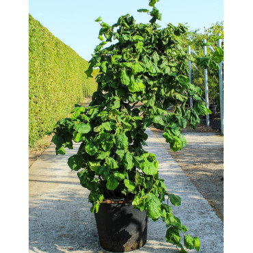 CORYLUS avellana CONTORTA En pot de 70-90 litres