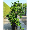 CORYLUS avellana CONTORTA En pot de 70-90 litres