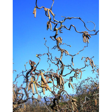 CORYLUS avellana CONTORTA