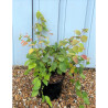 CORYLOPSIS pauciflora En pot de 7-10 litres