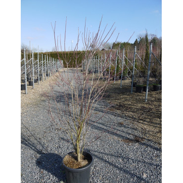 CORNUS florida En pot de 25-30 litres