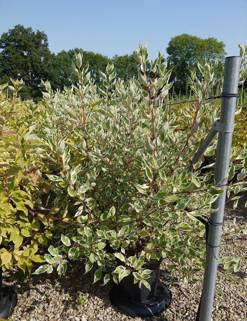 CORNUS alba ELEGANTISSIMA