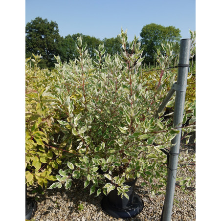 CORNUS alba ELEGANTISSIMA