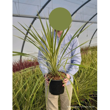 CORDYLINE australis TORBAY DAZZLER En pot de 4-5 litres