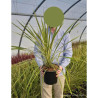 CORDYLINE australis TORBAY DAZZLER En pot de 4-5 litres