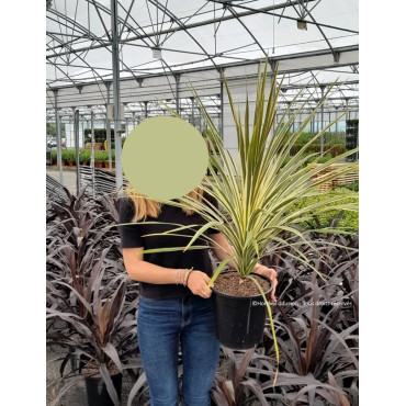 CORDYLINE australis TORBAY DAZZLER En pot de 10-12 litres