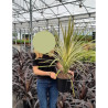 CORDYLINE australis TORBAY DAZZLER En pot de 10-12 litres