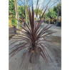 CORDYLINE australis RED STAR En pot de 15-20 litres