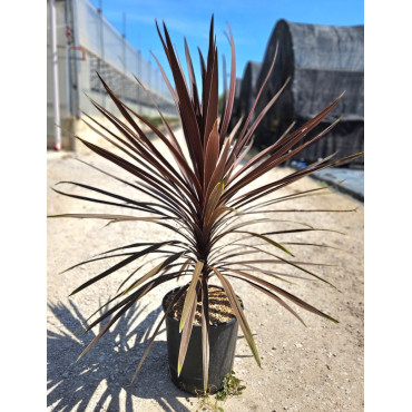 CORDYLINE australis RED STAR En pot de 7-10 litres