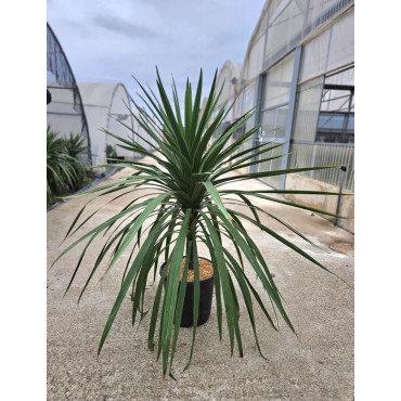 CORDYLINE australis PEKO En pot de 15-20 litres