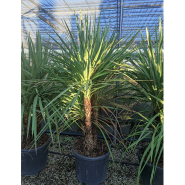 CORDYLINE australis