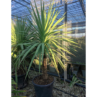 CORDYLINE australis