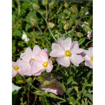 CISTUS skanbergii