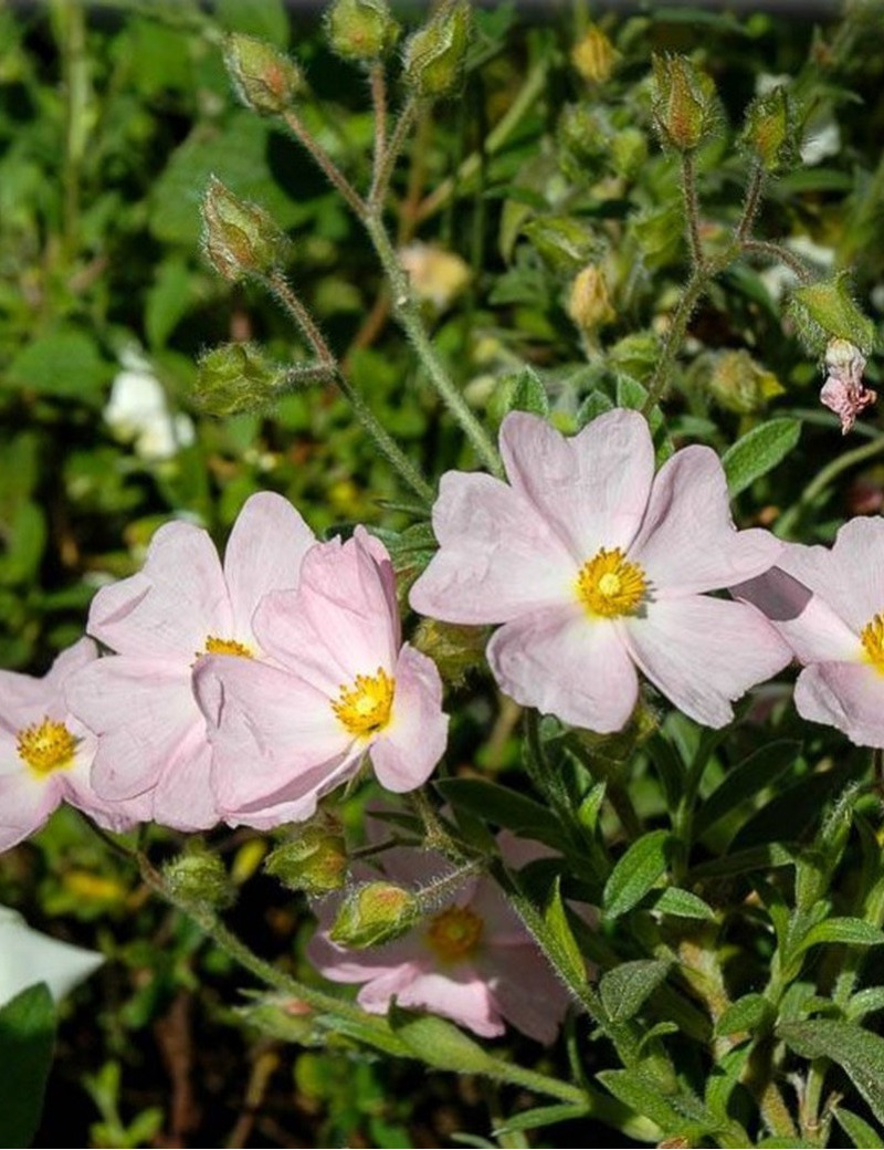 CISTUS skanbergii