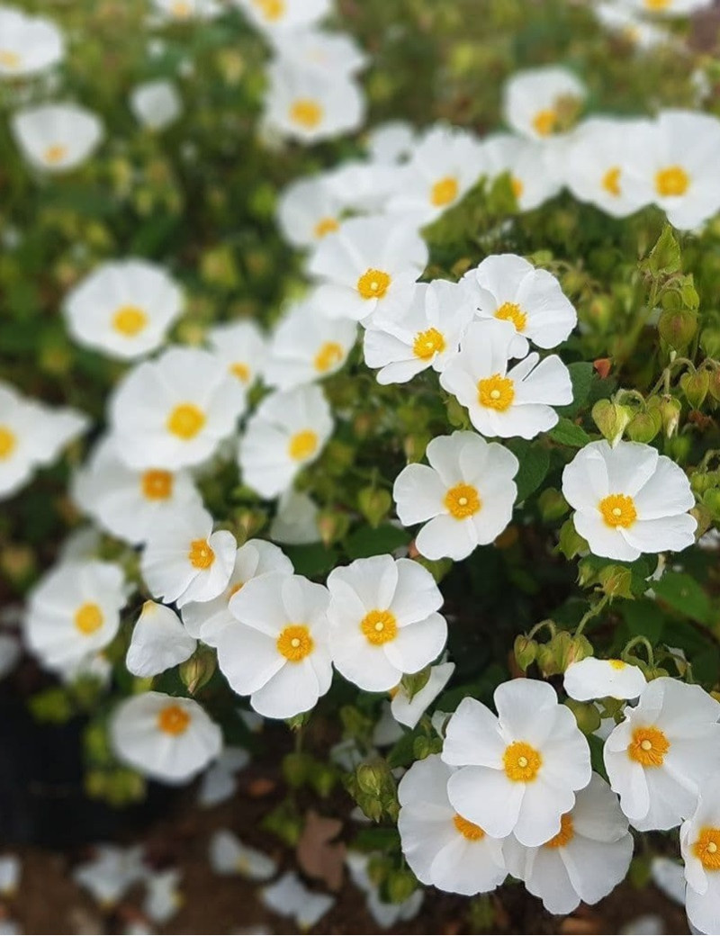 CISTUS corbariensis